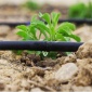 滴灌带农用滴水16贴片式滴灌带大棚滴灌管自动滴水果树草莓滴灌带